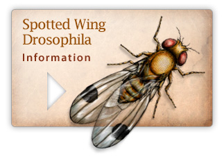 Spotted Wing Drosophila