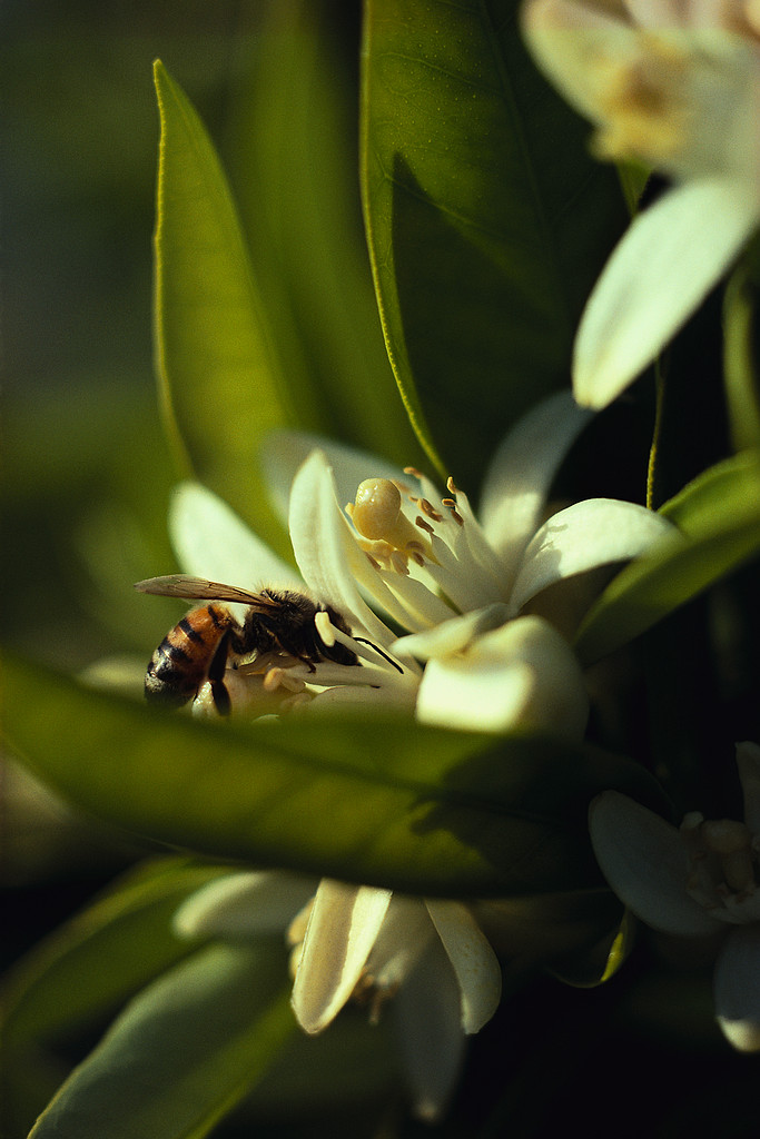 bee and flower