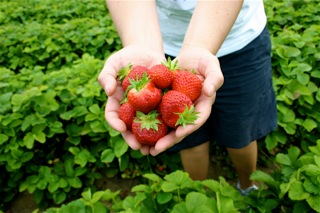 Bunch of berries