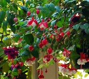 fuchsias