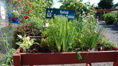 Master Gardener Demonstration Garden