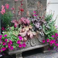 Flower Boxes