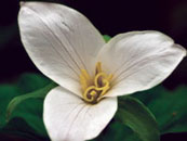 Trillium Festival
