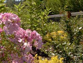 Backyard Makeover at the Oregon Zoo