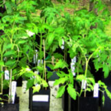 Tomato Plants at the 2012 Washington County MG Plant Sale