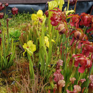 Bog Garden