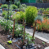 Washington County Master Gardeners Demo Garden
