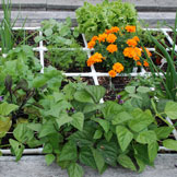 Washington County Demo Square Foot Garden
