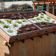 Eco Roof