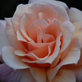 Peach Rose