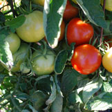Tomato Plants