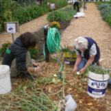 Community Garden