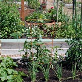 Cedar Mill Community Garden 2009