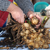 Dahlia Tuber