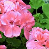 Geranium