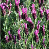 Photo by Linda McMahan, OSU, Spanish Lavender