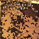 Hoffman Honeycomb