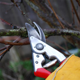 Pruning Demo