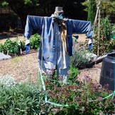 Learning Garden Scarecrow