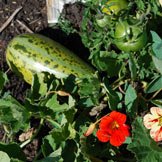 Fresh Garden Vegetables