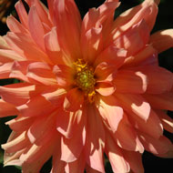 Flowers Summer Beauty