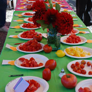 Tomato Tasting